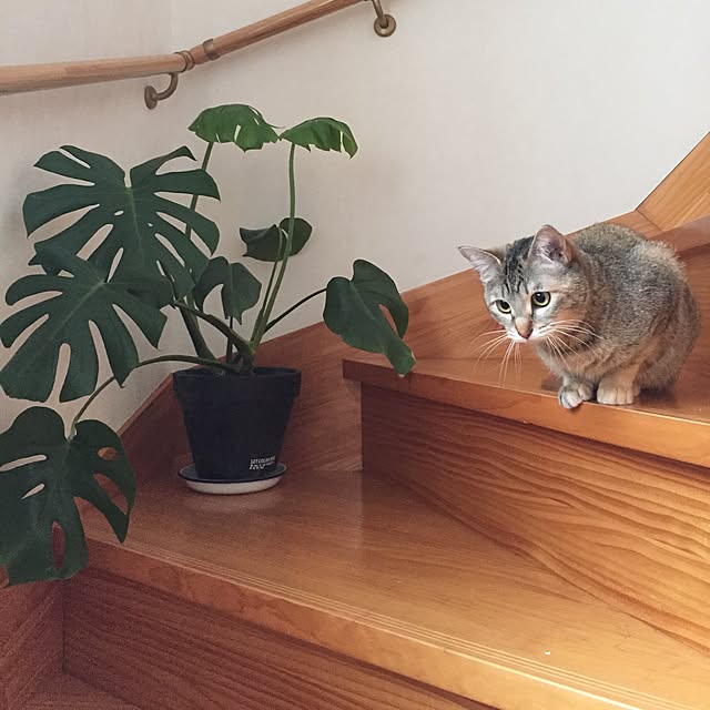 ROBI-FUKUさんの実例写真