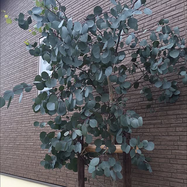 satokomamaさんの実例写真