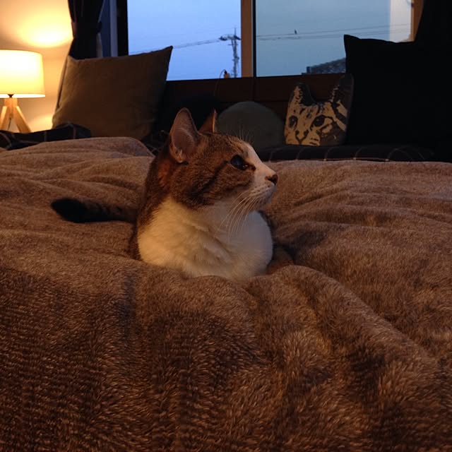 実例写真