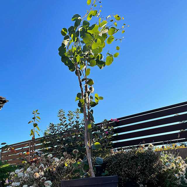 ronronさんの実例写真