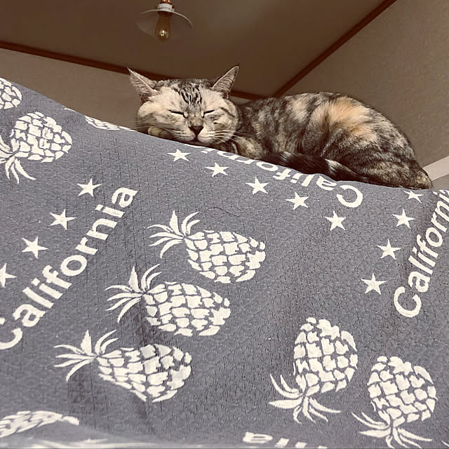 ayuchiさんの実例写真