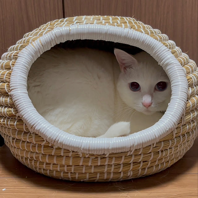 nekopanchiさんの実例写真
