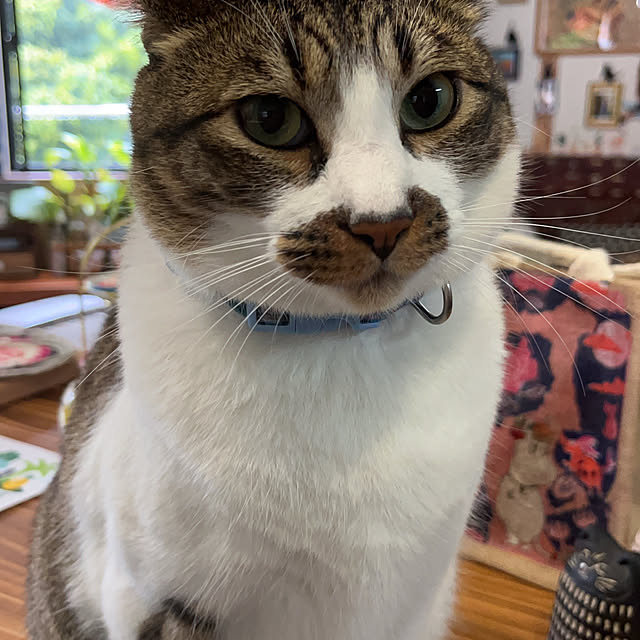 jijiさんの部屋