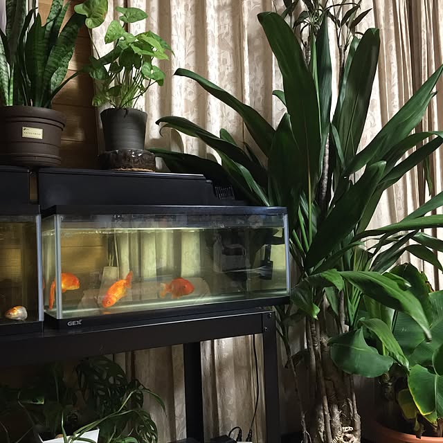 kimkimさんの実例写真