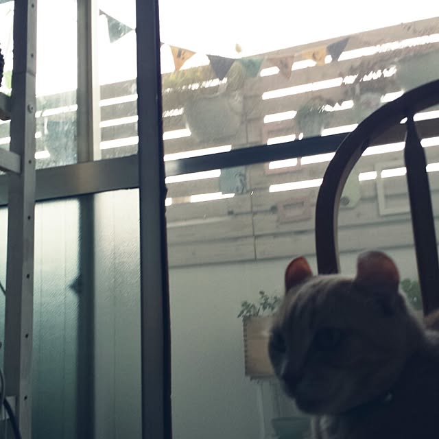 cottonさんの実例写真