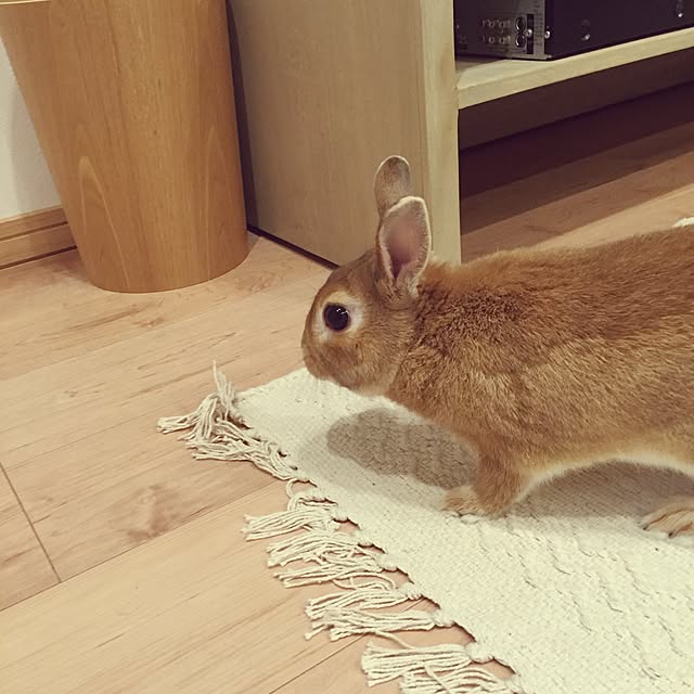 chipさんの実例写真
