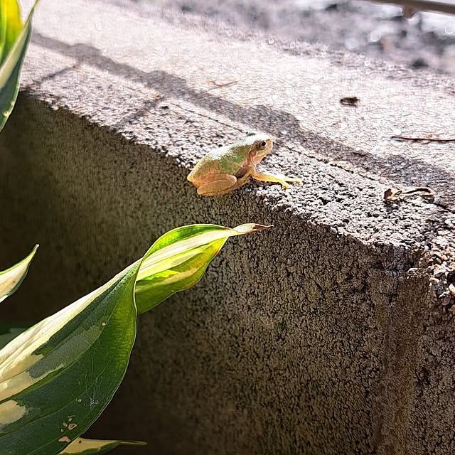 naoさんの実例写真