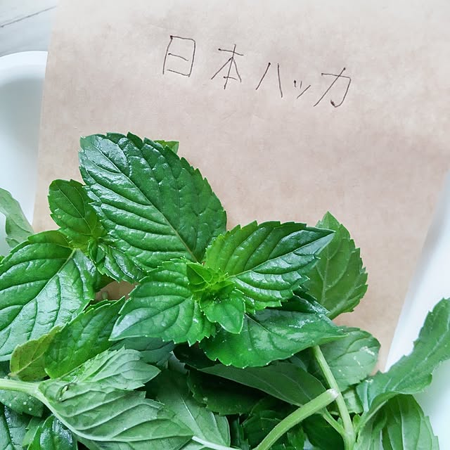faunさんの部屋
