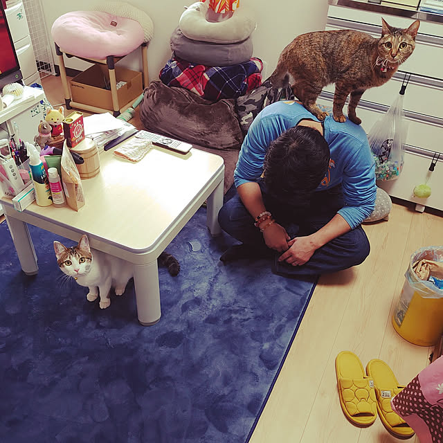 実例写真