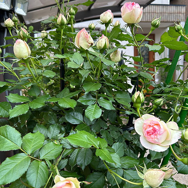 fumikoiさんの部屋