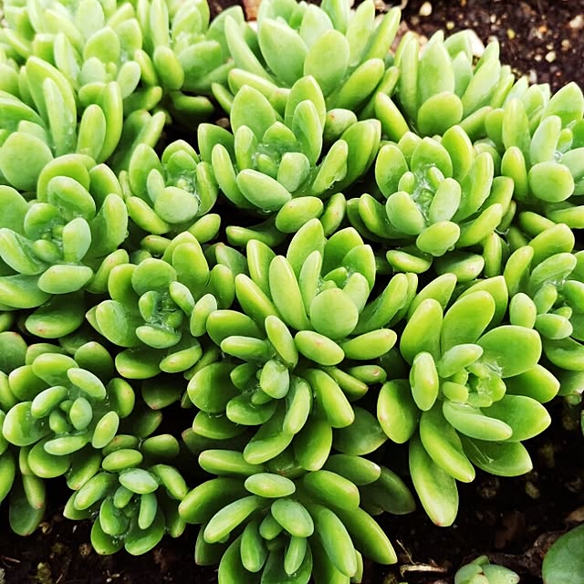 多肉植物 春萌のおしゃれなアレンジ・飾り方のインテリア実例
