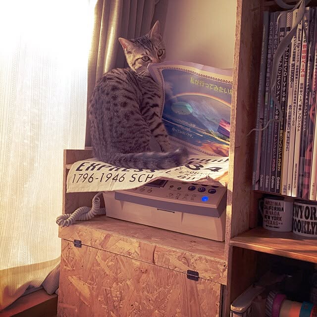 c.g.nikoさんの実例写真