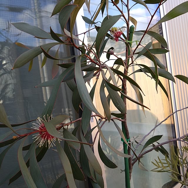 chocococoaさんの部屋