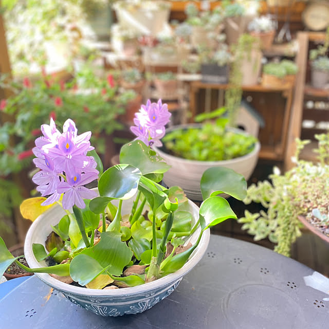 mintteaさんの部屋