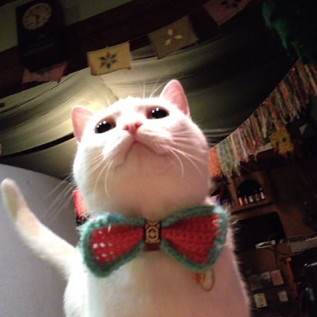 matatabi88さんの実例写真