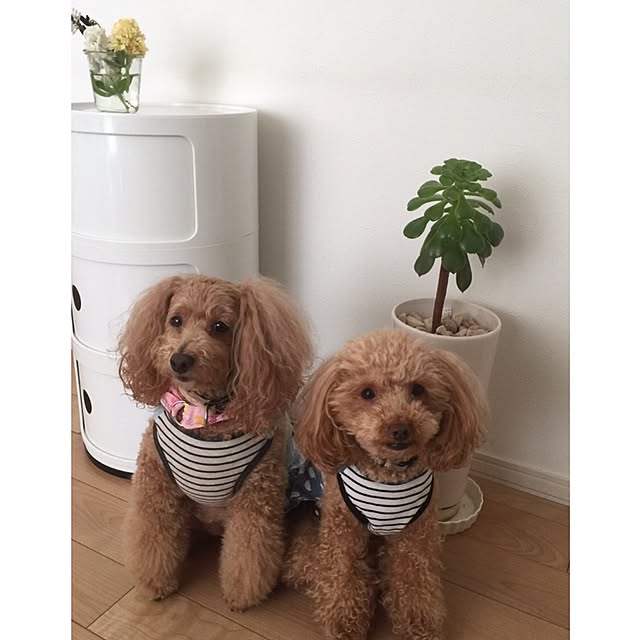 Saraさんの実例写真