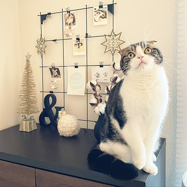 tansukeさんの実例写真