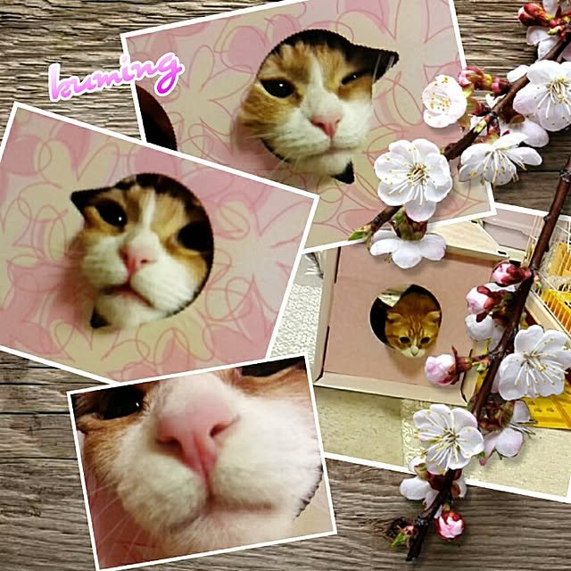 kumingさんの実例写真