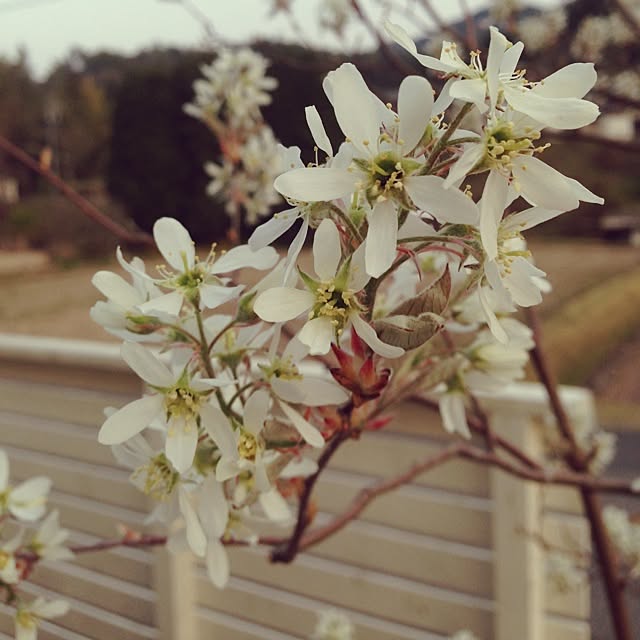 apple_rinさんの実例写真