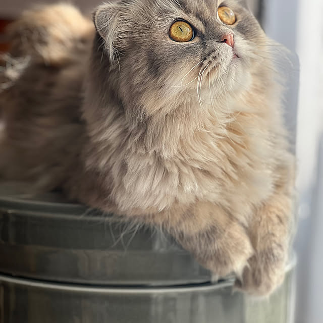 gfさんの実例写真