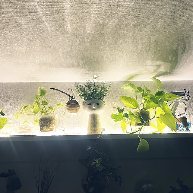 観葉植物/水耕栽培/狭い我が家/北欧インテリア/無印良品 壁に付けられる家具...などのインテリア実例 - 2023-02-26 23:00:47