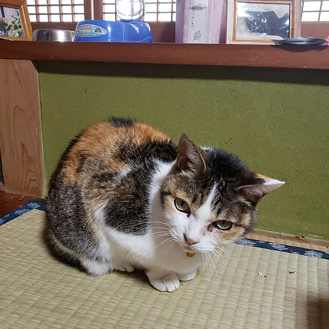 部屋全体のインテリア実例 - 2020-03-16 14:54:54