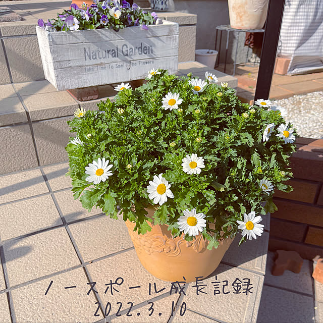 chikaさんの実例写真