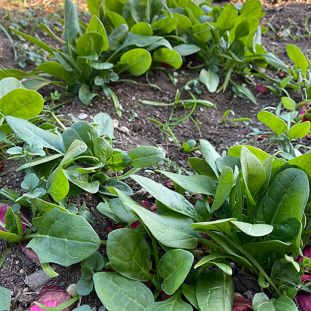 natsumiさんの部屋