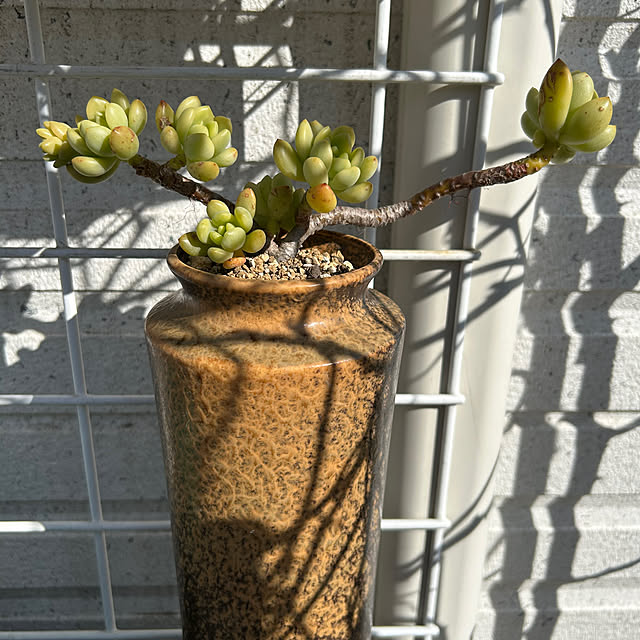玄関/入り口/庭/雑貨/DIY/多肉植物のインテリア実例 - 2025-02-03 17:37:07