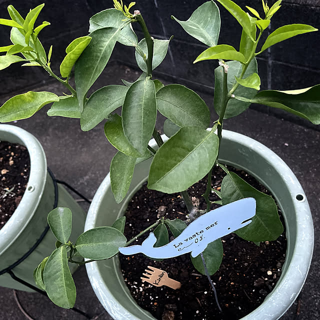 Ohigeさんの実例写真