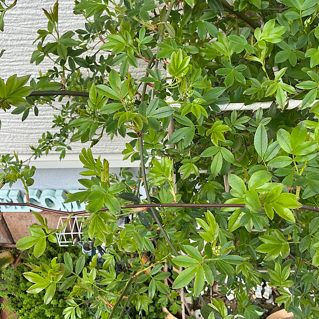 chiiyanさんの部屋