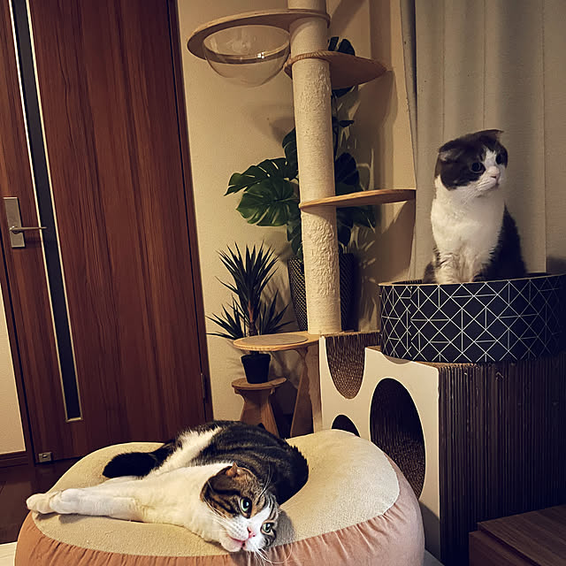tansukeさんの実例写真