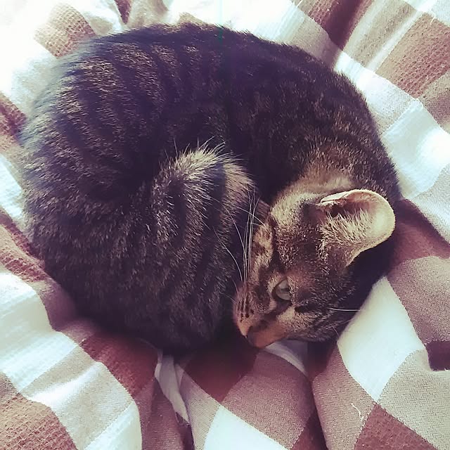 kuromiさんの実例写真