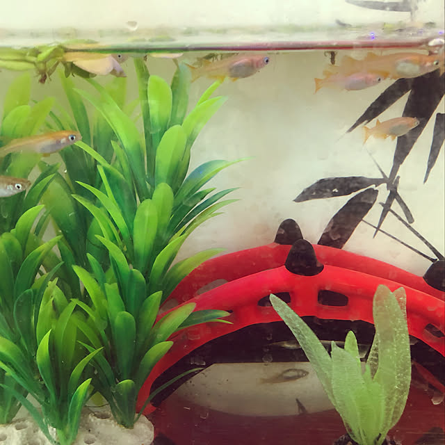 rainさんの実例写真