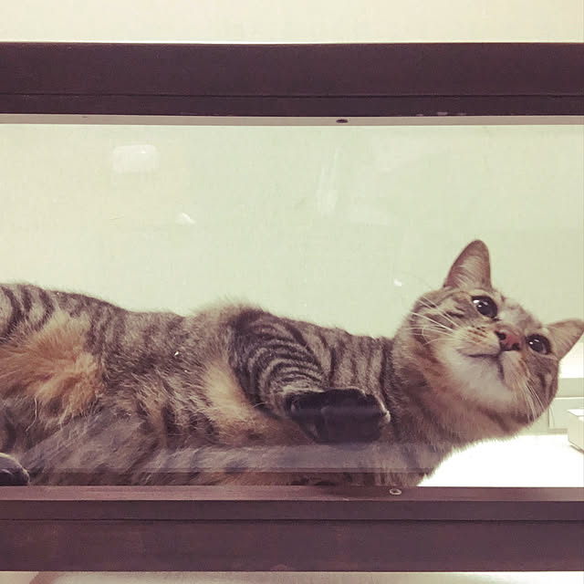 Chiekoさんの実例写真