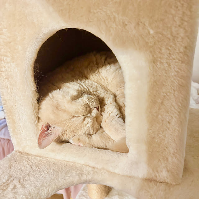 naokoさんの実例写真