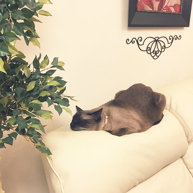 dodoさんの実例写真