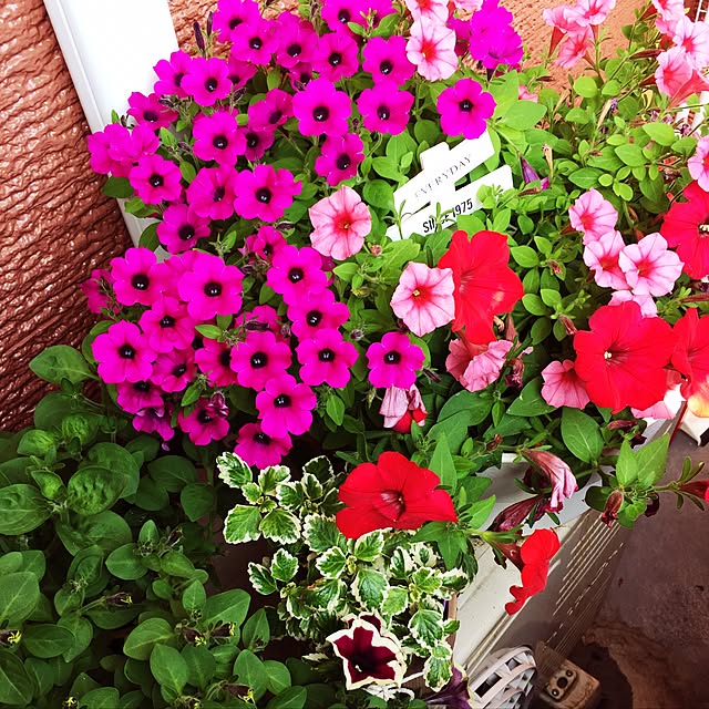 ayumiさんの実例写真