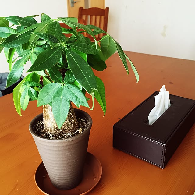 kuchiishiさんの実例写真