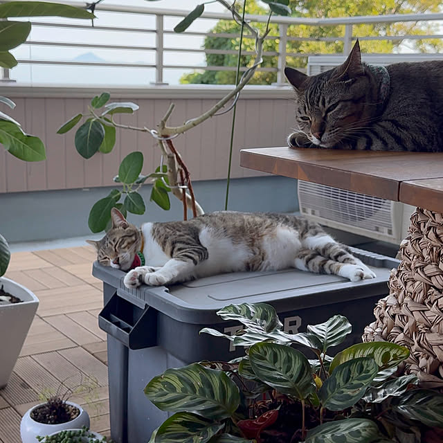 noraさんの実例写真