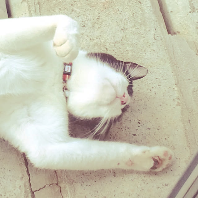 chiisoftさんの実例写真