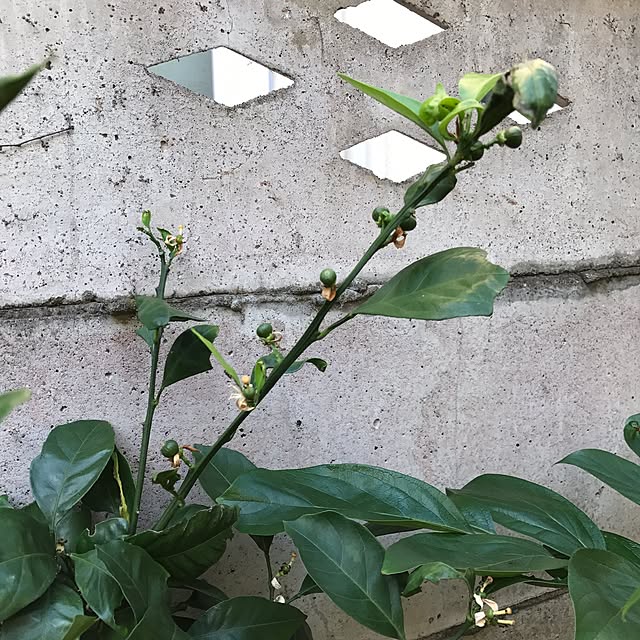 ma-chicoさんの実例写真