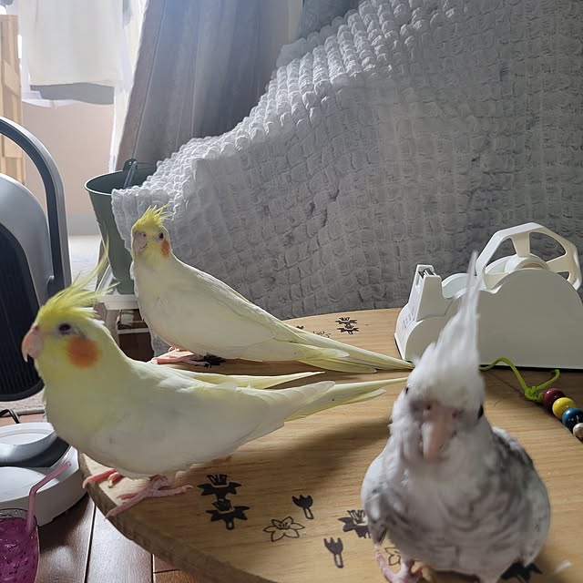 ANTENNAさんの実例写真