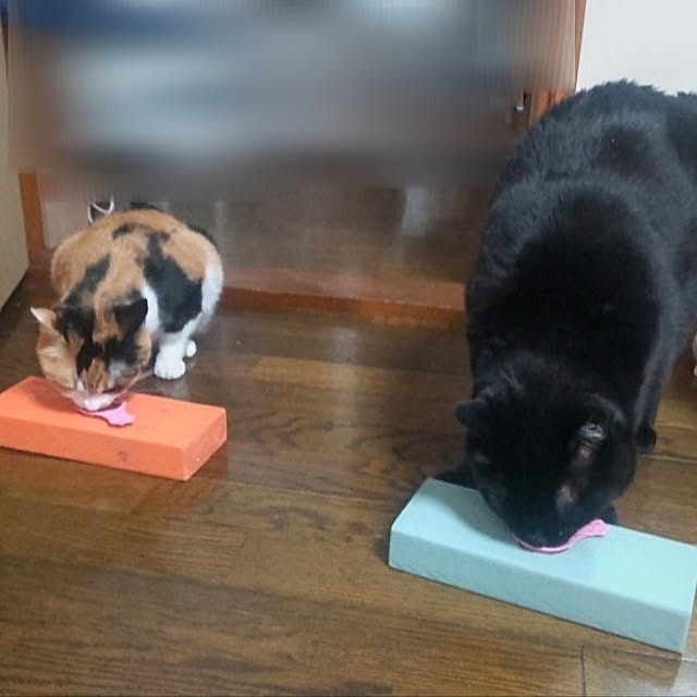 kurobonさんの部屋