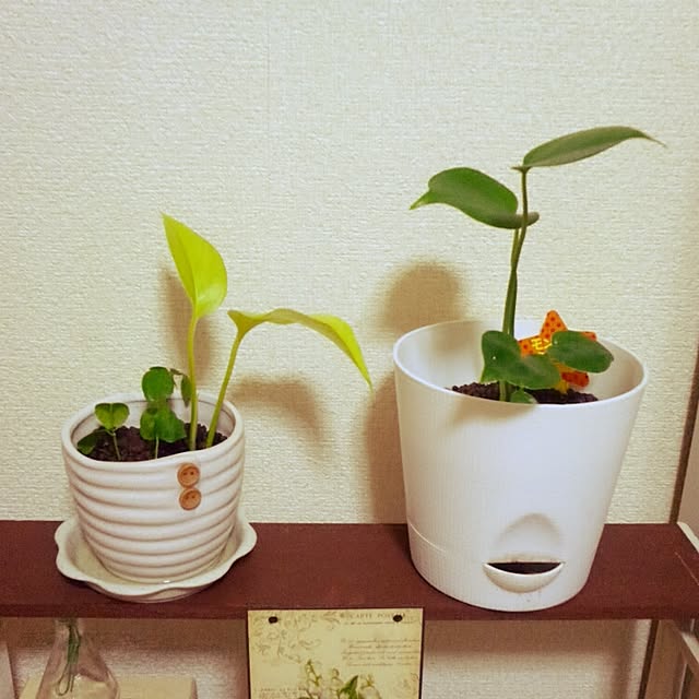 Yukoさんの実例写真