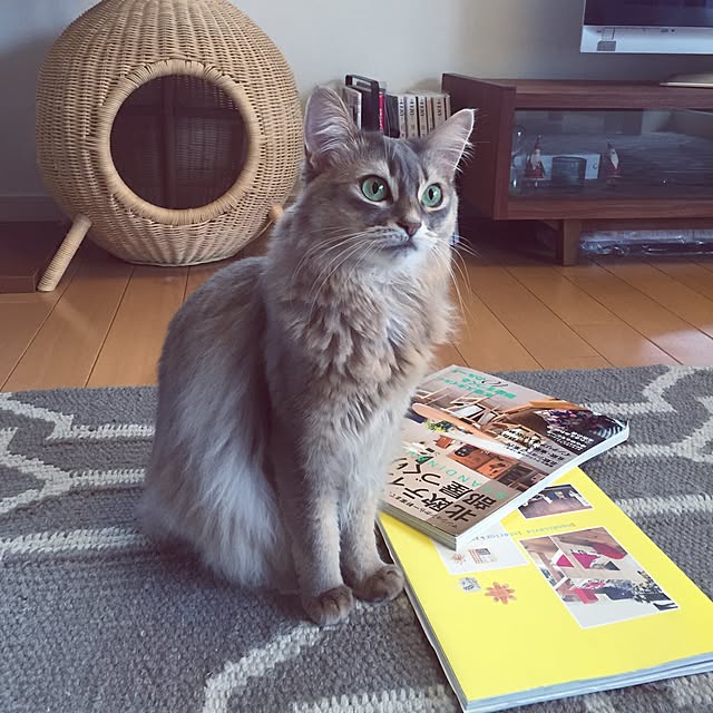 shihoさんの実例写真