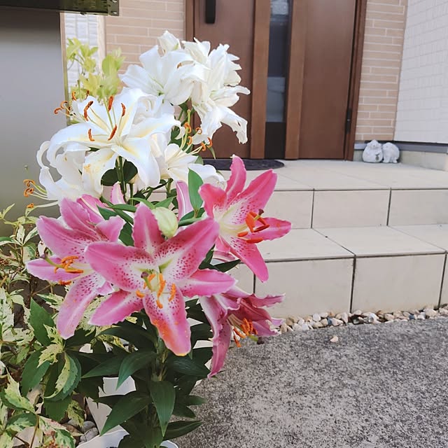 suzuranpaiさんの実例写真