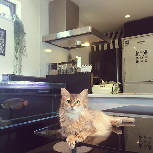 mi-coさんの実例写真