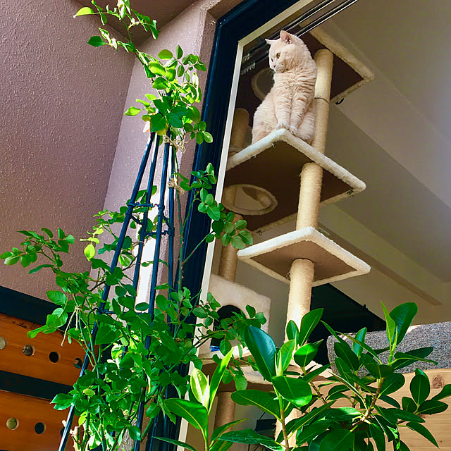 naokoさんの部屋