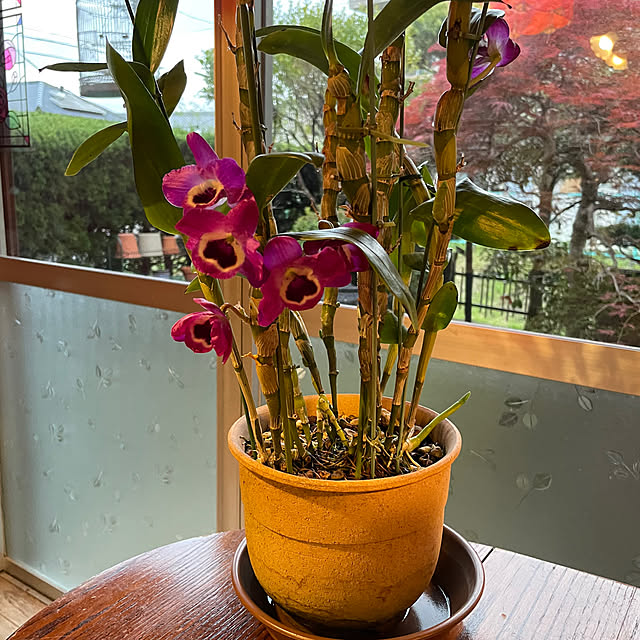 shin0719さんの実例写真
